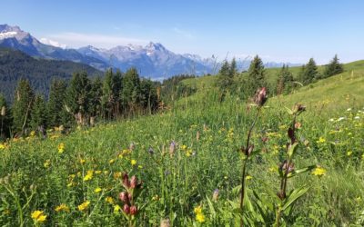 Villars Rando Festival – 10 et 11 août 2024